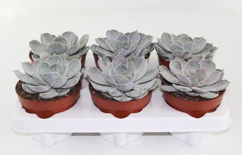 Echeveria runyonii