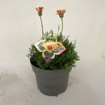 Rhodanthemum hosmariense 'Zagora Orange'