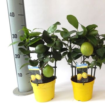 Citrus x meyeri 'Meyer'