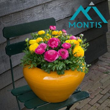 Ranunculus asiaticus 'Sprinkles Pink'