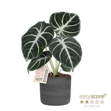Alocasia reginula 'Ninja'