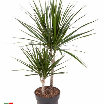 Dracaena marginata