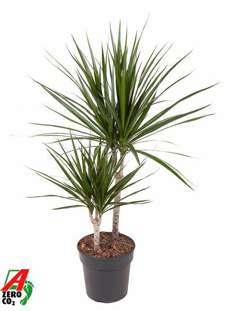 Dracaena marginata