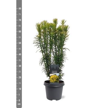 Cephalotaxus harringtonii 'Korean Gold'