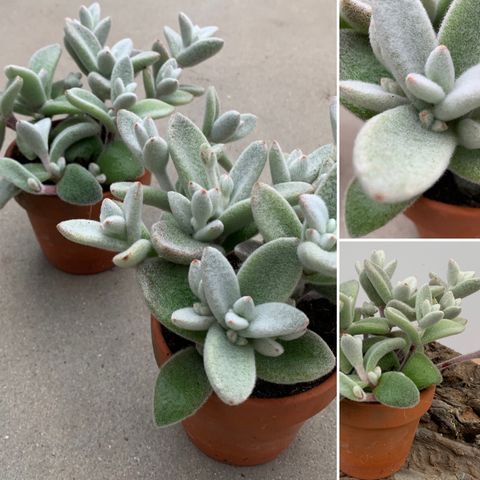 Kalanchoe eriophylla