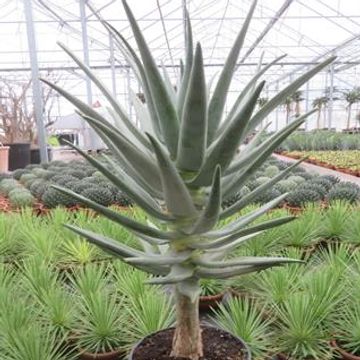 Aloe dichotoma