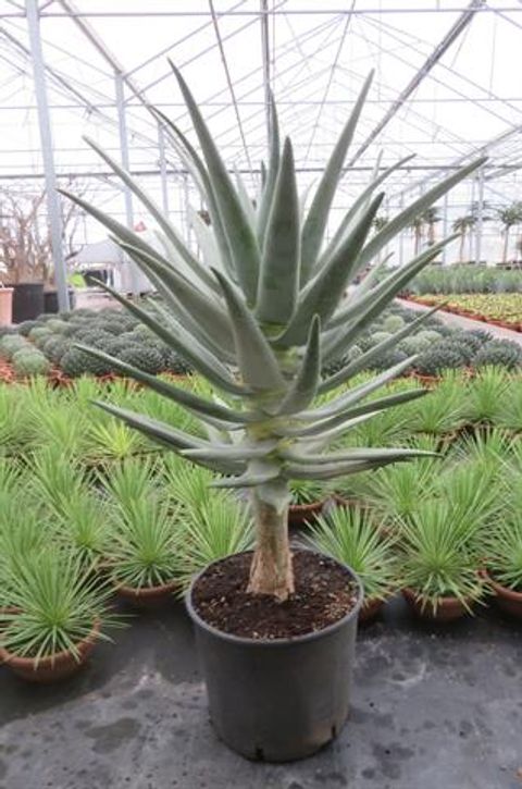 Aloe dichotoma