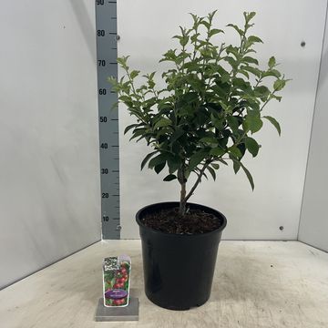 Malus 'Red Sentinel'