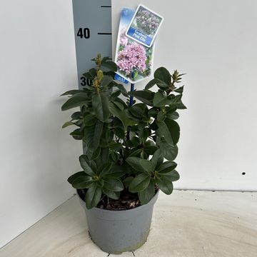 Escallonia laevis PINK ELLE