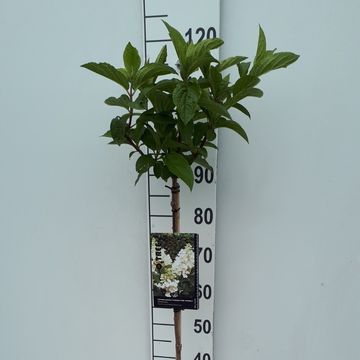 Hydrangea paniculata CANDLELIGHT