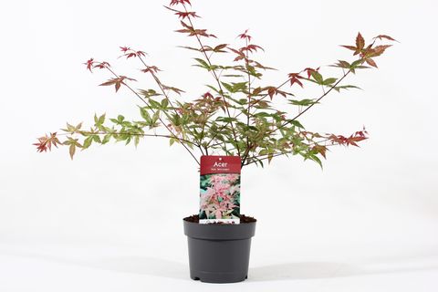 Acer palmatum 'Beni-maiko'