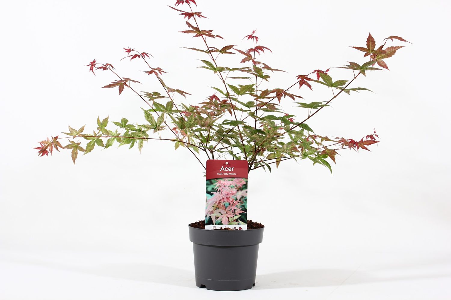 Acer Palmatum Beni Maiko – Acero Giapponese Compatto, Foglie Che Cambiano Colore: Rosa, Rosso, Verde E Arancio, Perfetto Per Giardini E Vasi
