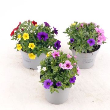 Calibrachoa MIX IN POT