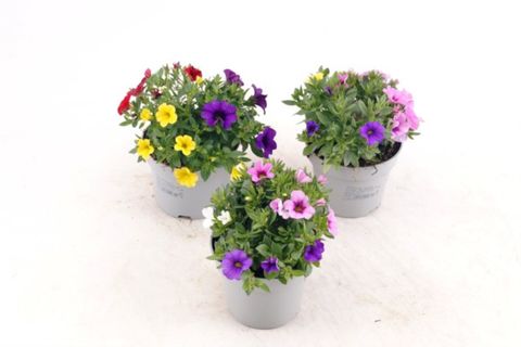 Calibrachoa MIX IN POT