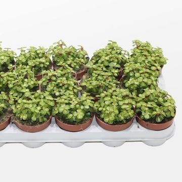 Portulacaria afra 'Mediopicta'