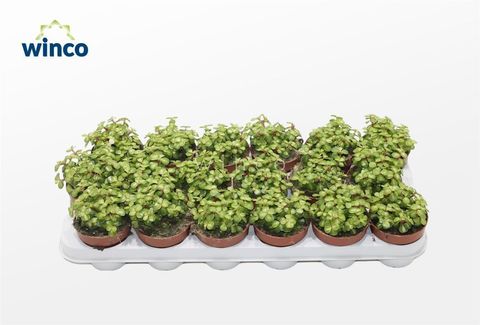 Portulacaria afra 'Mediopicta'