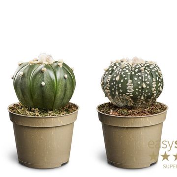 Astrophytum asterias