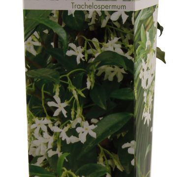 Trachelospermum jasminoides