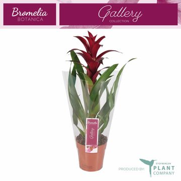 Guzmania 'Switch'
