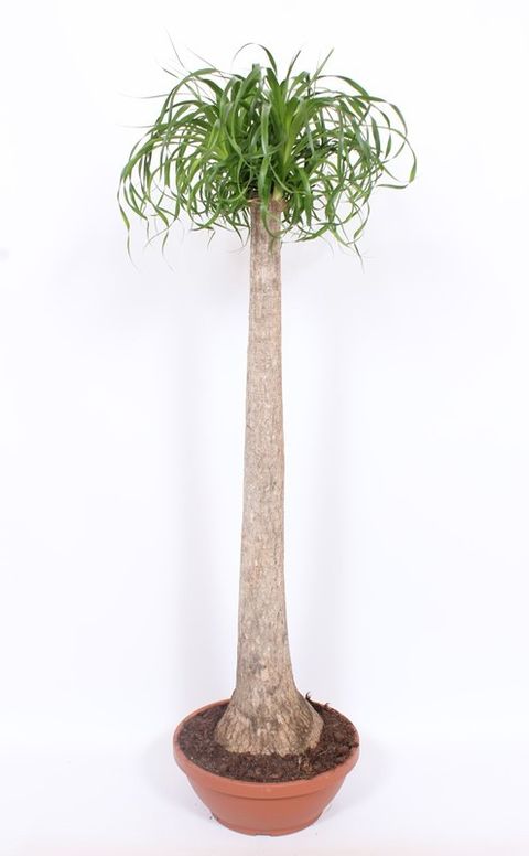 Beaucarnea recurvata