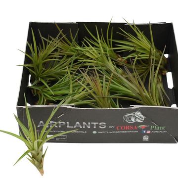 Tillandsia melanocrater