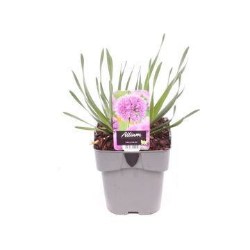Allium 'Millenium'