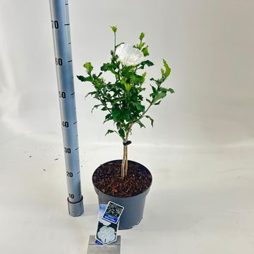 Hibiscus syriacus WHITE CHIFFON