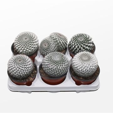 Mammillaria hahniana