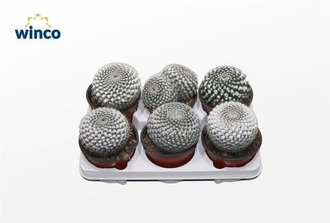 Mammillaria hahniana