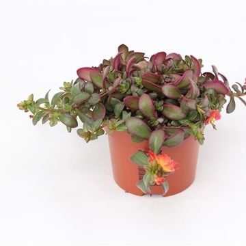 Portulaca umbraticola MIX