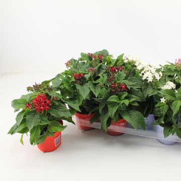 Pentas lanceolata GRAFFITI MIX
