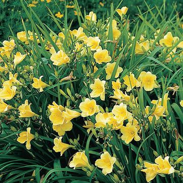 Hemerocallis 'Happy Returns'