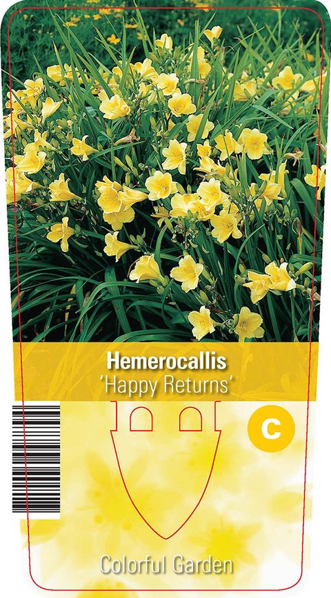 Hemerocallis 'Happy Returns'