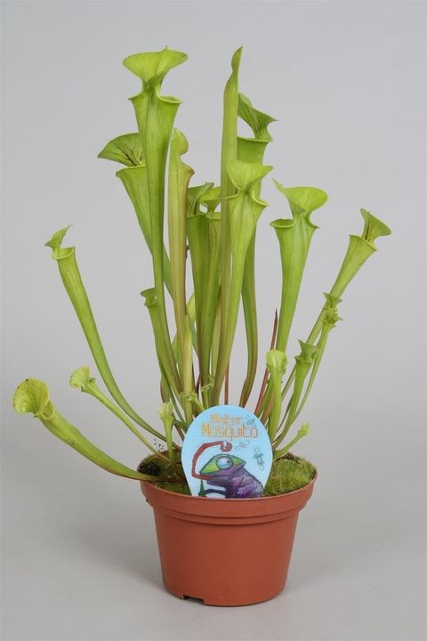 Sarracenia flava — Pflanzengroßhandel FlorAccess