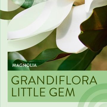 Magnolia grandiflora 'Little Gem'