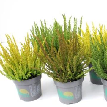 Calluna vulgaris SKYLINE MIX