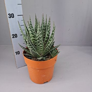 Aloe 'Tiki Tahi'