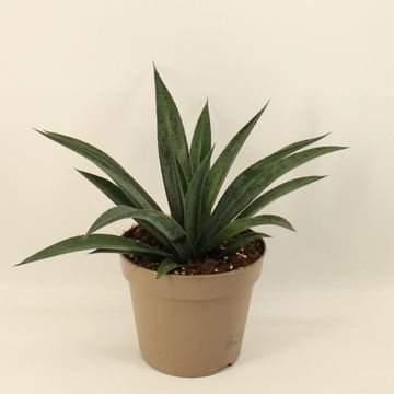 x Mangave 'Pineapple Express'