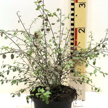 Pittosporum tenuifolium 'Silver Magic'