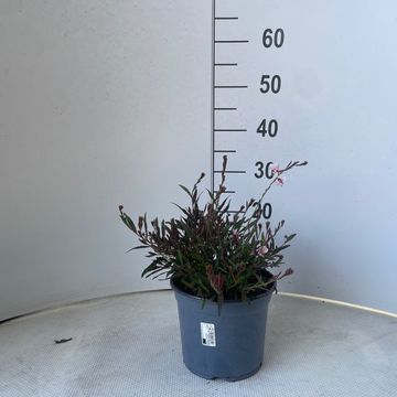 Gaura lindheimeri GAUDI PINK