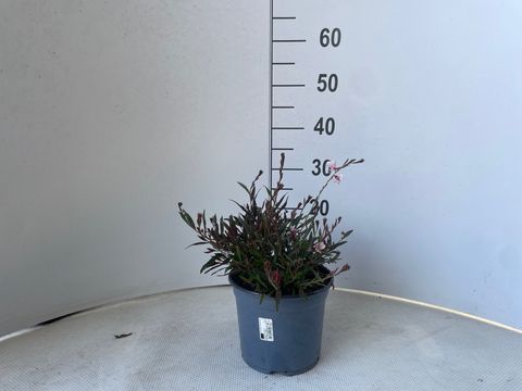 Gaura lindheimeri GAUDI PINK