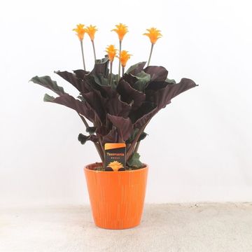 Calathea crocata 'Tassmania'