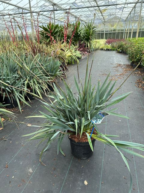 Dianella BLUE STREAM