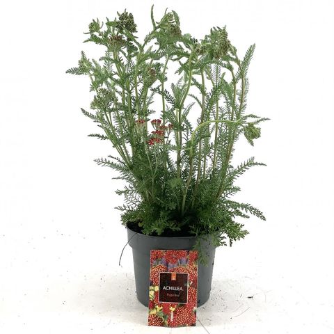 Achillea millefolium 'Paprika'