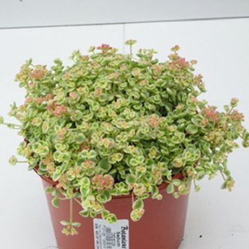 Sedum 'Little Missy'