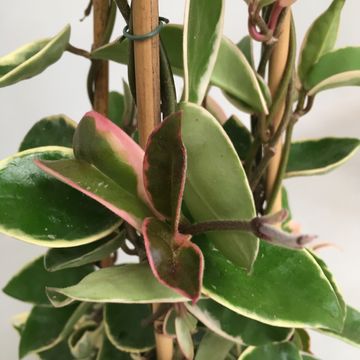 Hoya carnosa 'Krimson Queen'