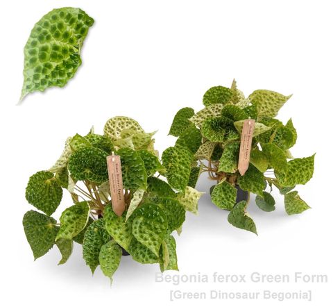 Begonia ferox 'Green Form'