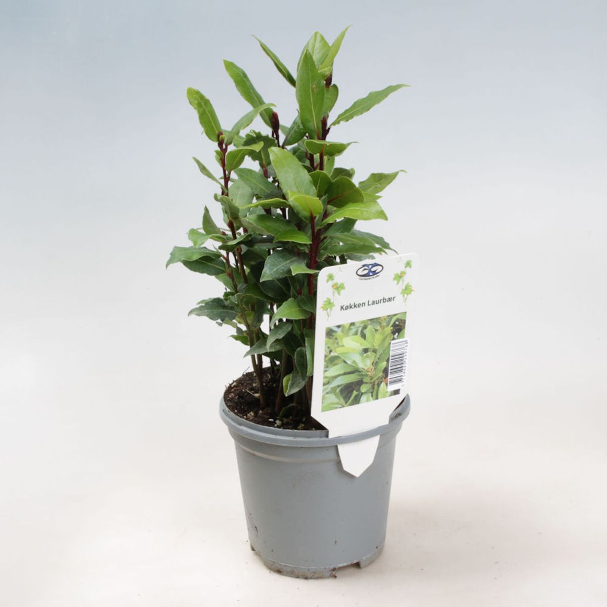 Vip Laurus Laurus nobilis — Plant Wholesale FlorAccess