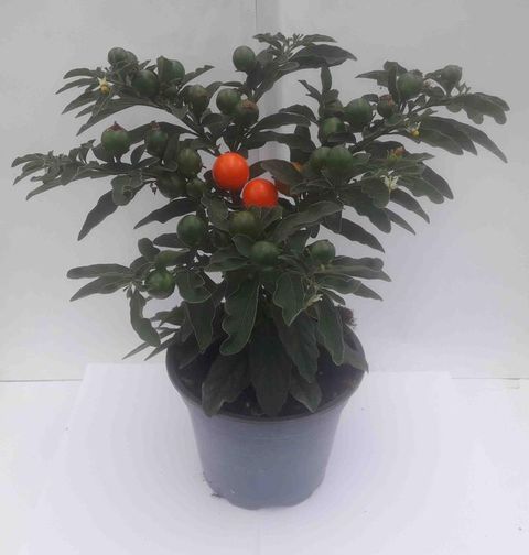 Solanum pseudocapsicum 'Thurino'