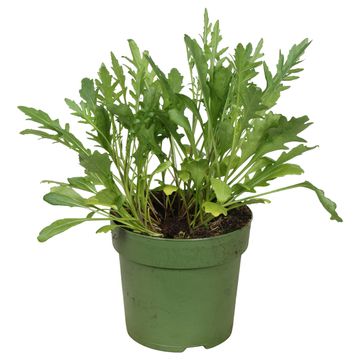Diplotaxis tenuifolia 'Farina'